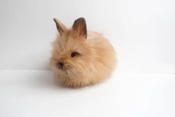 Милий Пухнастий Імбирний Кролик Білому Тлі — стокове фото