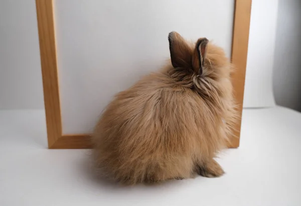 Милий Імбир Чарівний Кролик Кролик — стокове фото