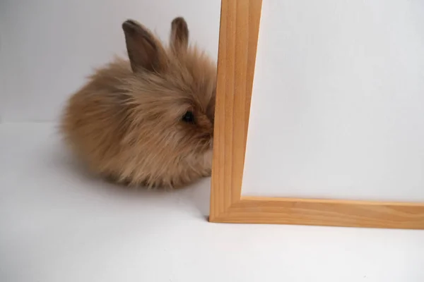 Niedliche Ingwer Liebenswert Hase Kaninchen — Stockfoto