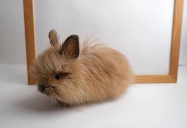 Schattig Roodharig Schattig Konijn Konijn — Stockfoto