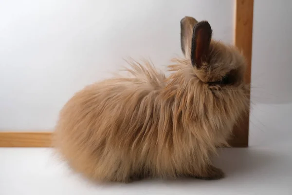 Cute Ginger Adorable Bunny Rabbit — Stock Photo, Image
