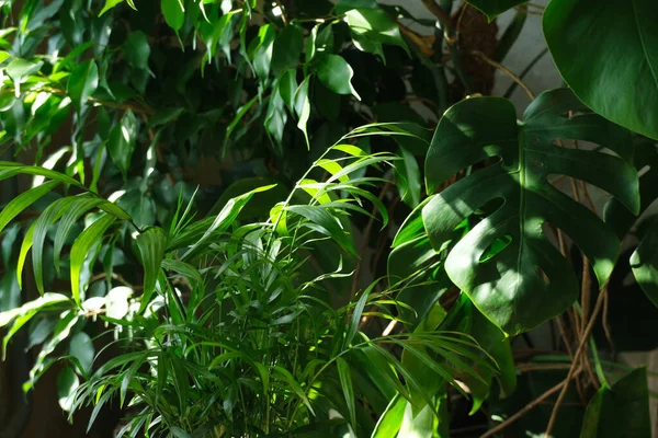 Plantas Verdes Tropicales Monstera Benjamin Ficus Palma — Foto de Stock