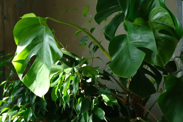 Plantas Verdes Tropicais Monstera Benjamin Ficus Palma Mão — Fotografia de Stock