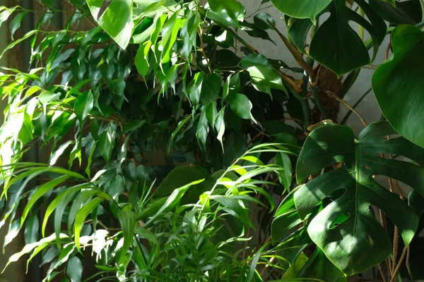 Plantas Verdes Tropicales Monstera Benjamin Ficus Palma — Foto de Stock