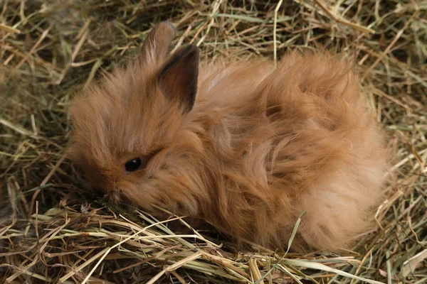 Red rabbit in the hay. Fluffy animal.