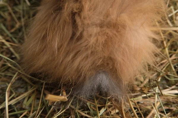 Red rabbit in the hay. Fluffy animal.