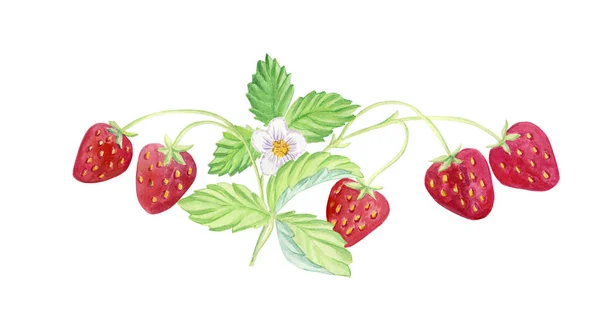 Rode Aardbeien Takken Aquarelillustratie — Stockfoto