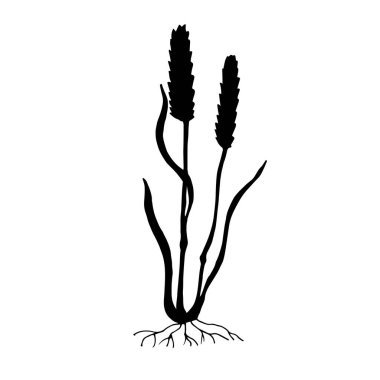 Beyaz üzerine bir bitkinin vektör çizimi 