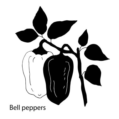 Biber vektör çizim