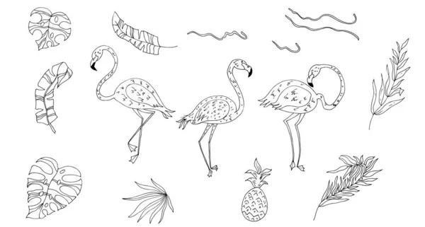 Zestaw Wektor Ręcznie Rysowane Szkic Ilustracja Piękne Egzotyczne Ptaki — Wektor stockowy