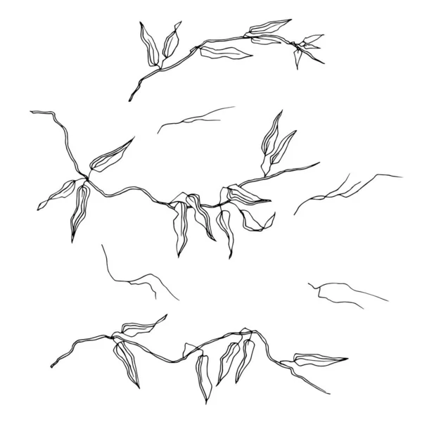 Illustration Vectorielle Des Branches Feuilles — Image vectorielle