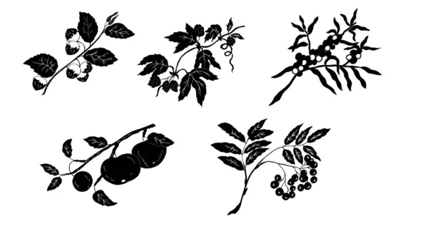 Black White Hand Drawn Vector Illustration Set Plants — Stock Vector