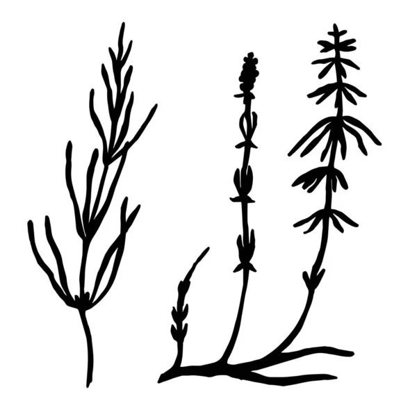 草やハーブのベクトル図 — ストックベクタ