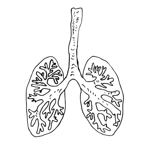 肺のベクトル図です — ストックベクタ