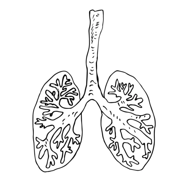 Vector Illustration Human Lungs — Stock Vector