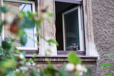 Kedi penceresinde. Liberec