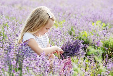 sevimli küçük kız için bir lavanta gidiyor