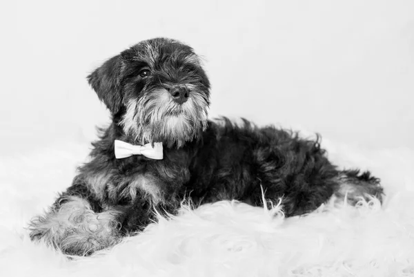 Ritratto cucciolo in miniatura Schnauzer nero — Foto Stock