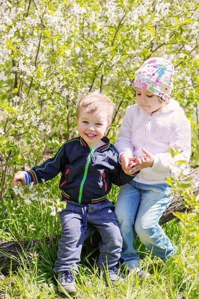 Niños pequeños felices en un árbol floreciente — Foto de Stock