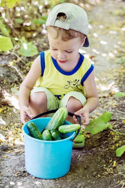 Little boy with cucumbers in a bucket — Stock Photo, Image