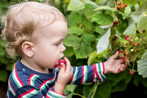 Adorable toddler boy picking raspberries — Stock Photo, Image