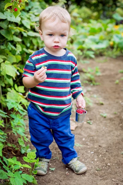 Schattig peuter jongen plukken frambozen — Stockfoto