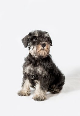 Portre Minyatür Schnauzer izole siyah