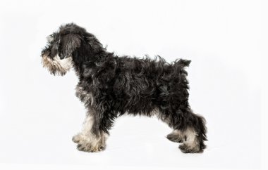 Minyatür Schnauzer siyah izole