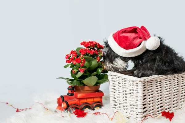 Porträt eines Zwergschnauzers im Weihnachtsmannkostüm — Stockfoto