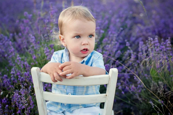 Toddler bebek çocuk bir lavanta alanda — Stok fotoğraf