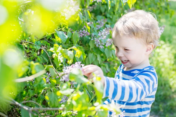 Happy Toddler boy plucks flowers — Stock Photo, Image