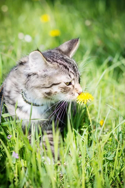Niedliches Kätzchen im Gras riechende Blume — Stockfoto