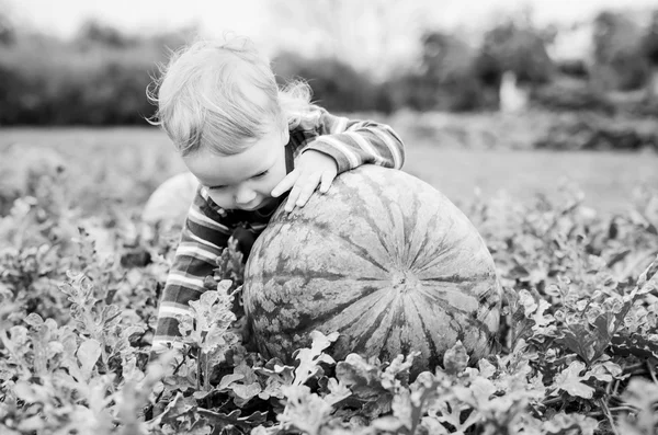 Ευχαρίστως toddler αγόρι επιλέγει ένα καρπούζι — Φωτογραφία Αρχείου