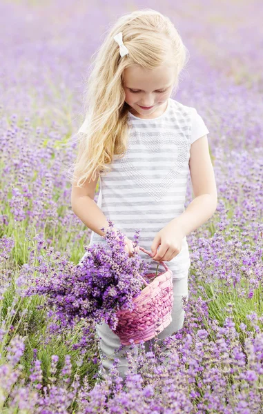 Niedliches kleines Mädchen geht zu einem Lavendel — Stockfoto