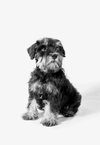 Retrato em miniatura Schnauzer preto isolado — Fotografia de Stock