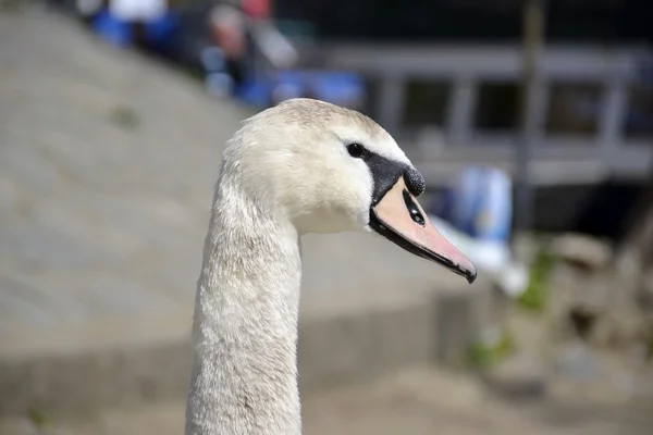 Testa di cigno ritratto — Foto Stock