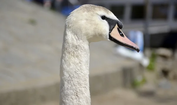 Swan head  portrait — Stock Photo, Image