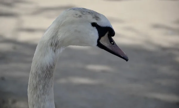 Swan κεφάλι πορτρέτο — Φωτογραφία Αρχείου