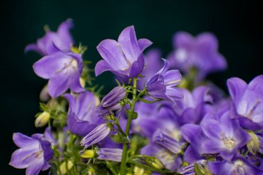 Koyu arkaplanı olan parlak vahşi campanula çiçeklerinin ayrıntıları