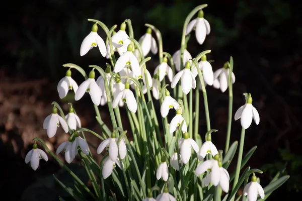 Details Van Wilde Witte Sneeuwvlok Bloemen Met Bladeren Achtergrond — Stockfoto