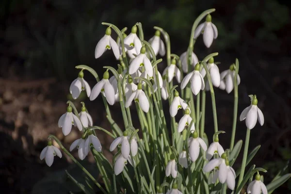 Podrobnosti Divoké Bílé Sněhové Vločky Květiny Listy Pozadím — Stock fotografie
