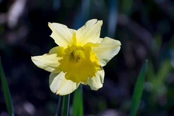Detalhes Uma Flor Narciso Amarelo Selvagem Com Fundo — Fotografia de Stock