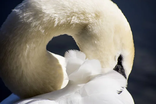 Подробиці Дикого Білого Лебедя Відображення Води Озера — стокове фото