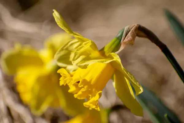 Detalhes Uma Flor Narciso Amarelo Selvagem Com Fundo — Fotografia de Stock