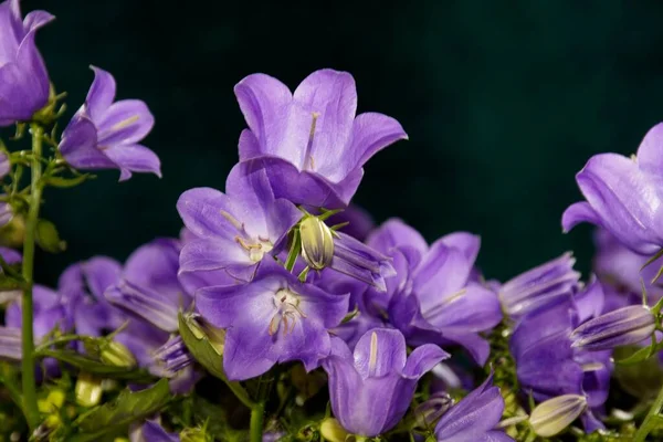 Detalhes Flores Campanula Selvagens Brilhantes Com Fundo Escuro — Fotografia de Stock