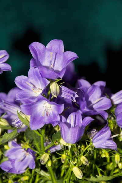 Detalhes Flores Campanula Selvagens Brilhantes Com Fundo Escuro — Fotografia de Stock