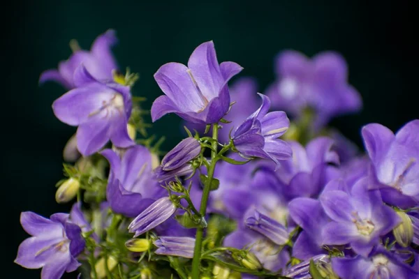 Koyu arkaplanı olan parlak vahşi campanula çiçeklerinin ayrıntıları