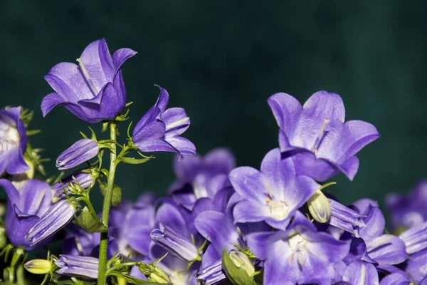 Details Van Heldere Wilde Campanula Bloemen Met Donkere Achtergrond — Stockfoto