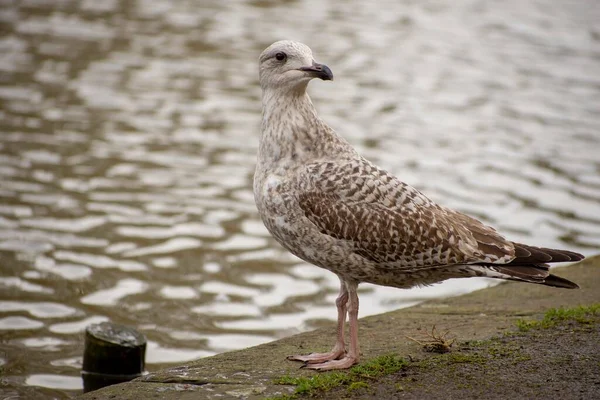 Gros Plan Jeunes Mouettes Sauvages Réflexions Sur Eau — Photo