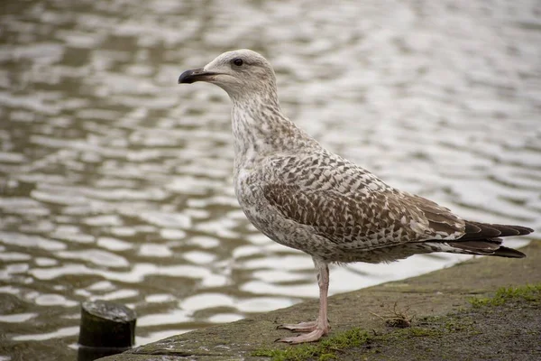 Gros Plan Jeunes Mouettes Sauvages Réflexions Sur Eau — Photo